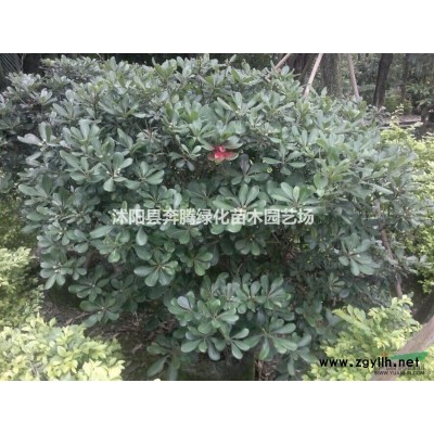 江蘇廣玉蘭價格是多少