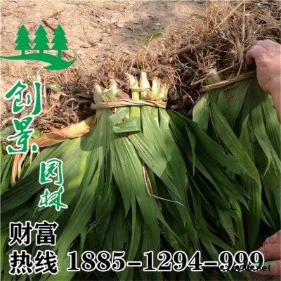 供應(yīng)胸徑30-35公分大規(guī)格香樟