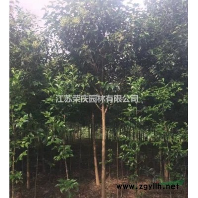 江蘇常年供應規格6公分~15公分廣玉蘭 廣玉蘭價格