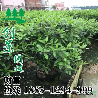 常年2-25公分廣玉蘭 規(guī)格*  苗圃基地廣玉蘭樹苗