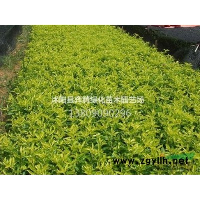 批發綠化苗木銀杏小苗白果樹小苗 規格*