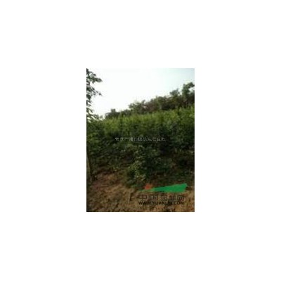 江蘇廣玉蘭介紹/特征/用途