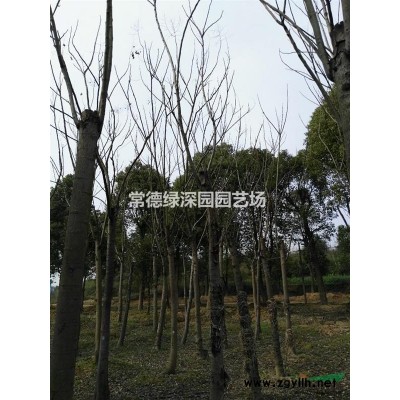 15-20廣玉蘭