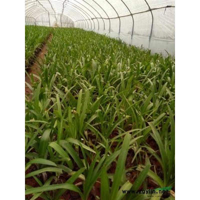 供應浙江廣玉蘭袋苗，昆明廣玉蘭容器苗，熟苗