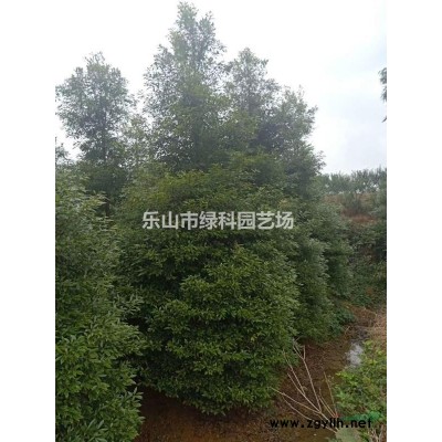 四川樂山供應叢生桂花高度350～500公分寶塔形