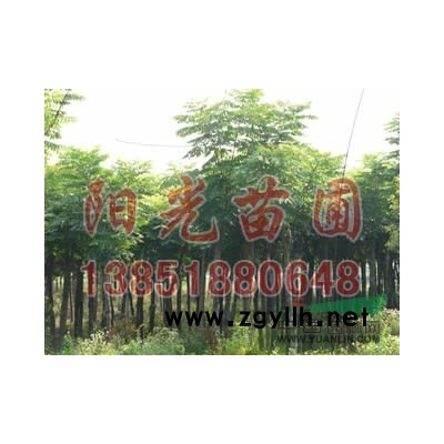 供應：大葉女貞