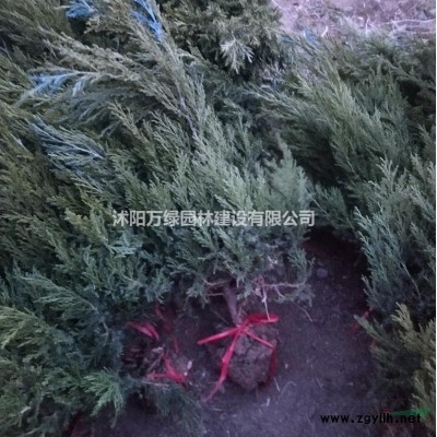 萬綠園林大葉女貞價格_大葉女貞產(chǎn)地_大葉女貞綠化苗木苗圃基地