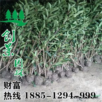 大葉女貞球_大葉女貞批發(fā)報(bào)價(jià) 圖片貨源充足  圖片 基地直銷