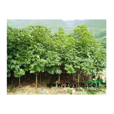 批發叢生多干桂花報價，精品大桂花價格上調嗎