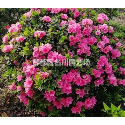 貴州桂花樹基地_成都桂花樹批發_叢生桂花苗圃_高桿金桂_行道樹桂花_丹桂價格_四季報價