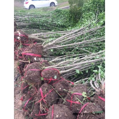 多規(guī)格精品杜英苗圃直銷_一手貨源_質(zhì)優(yōu)價(jià)廉