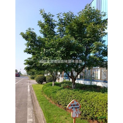 供應優質移栽杜英，干徑20cm,樹干挺直，冠幅飽滿
