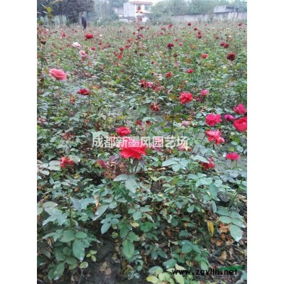 杜英，各規格杜英