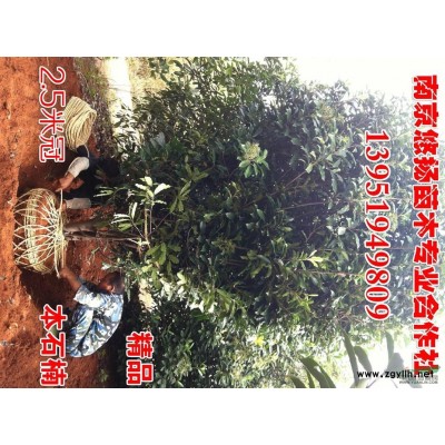 桂花，精品桂花樹，南京桂花價(jià)格
