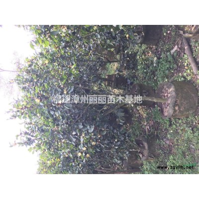 杜英行情報(bào)價(jià)/杜英圖片展示