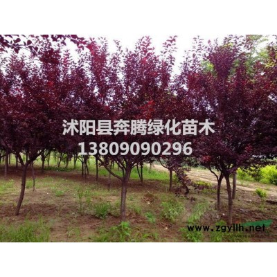 雜交馬褂木價格_雜交馬褂木產地_雜交馬褂木綠化苗木苗圃基地