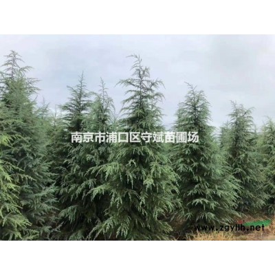南京紅楓價格/南京美國紅楓價格/南京雞爪槭價格