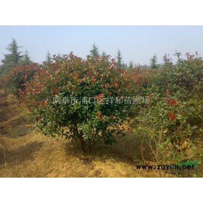 桂花樹(shù)*新價(jià)格/南京桂花報(bào)價(jià)