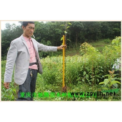 重慶紅楓秋火焰苗30-50CM