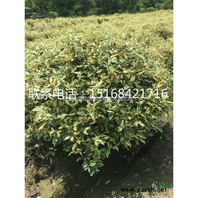 退林還耕，處理三季紅紅楓3－5公分 吉祥草，500萬 韭蘭，200萬 大叢南天竹h150－2米