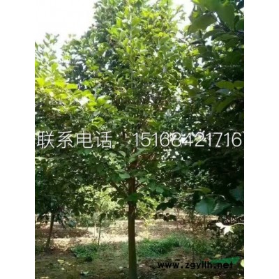 退林還耕 低價處理紅葉李D8-D11，10000株