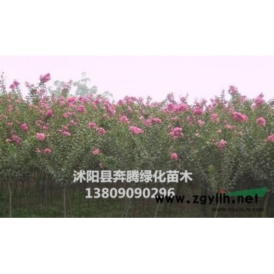 紅葉李價格，紅葉李價格細說