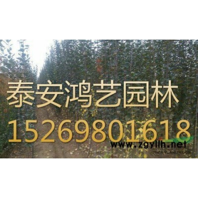 山東紅葉李供應(yīng)/山東紅葉李種植/山東櫻花基地/紅葉李價格