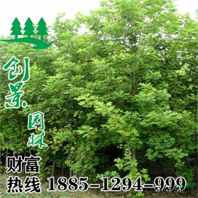當(dāng)季精品連翹苗木出售、連翹苗、連翹球