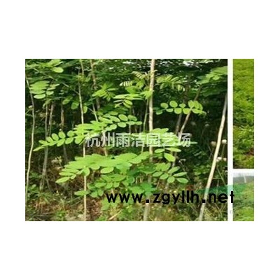 退林還耕 緊急出售 低價出售退林還耕，處理 紅葉石楠球p100－300