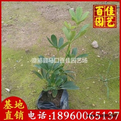 金邊假連翹苗場