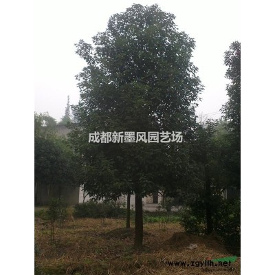 法國冬青，珊瑚樹