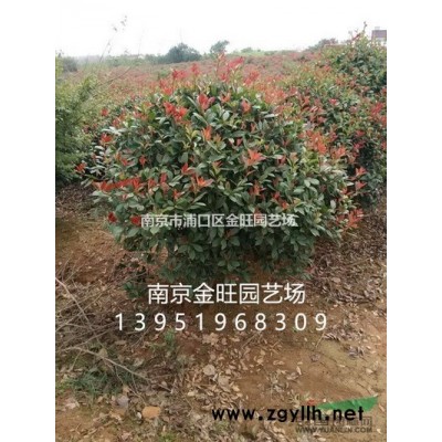 哪里紅葉石楠小苗批發，產地在哪里