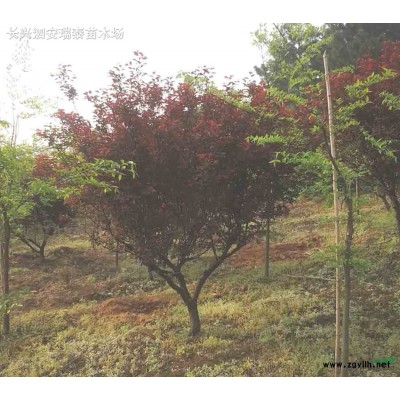 紅葉石楠球