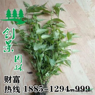 法國(guó)冬青現(xiàn)貨100-180公分批發(fā)價(jià)直銷