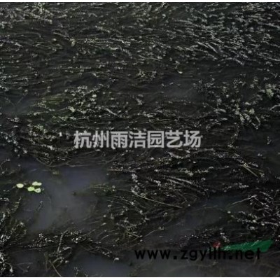 退林還耕 緊急出售 金森女貞球p150－200