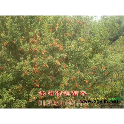 金森女貞容器苗