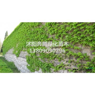 基地大量批發彩色綠化苗木花邊冬青銀邊冬青花邊黃楊金邊黃楊及苗