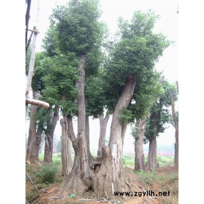 油茶，油茶苗，優(yōu)質(zhì)油茶