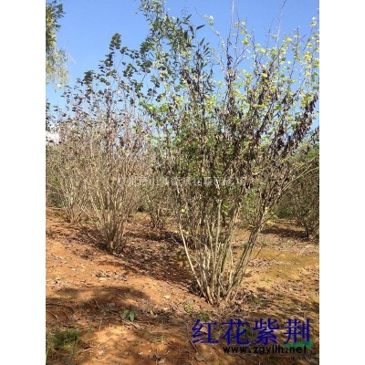 浙江地區(qū)出售金邊黃楊毛球H50P30