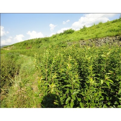 龍井茶苗.龍井43茶葉苗.烏牛早茶葉苗等農戶直銷低價