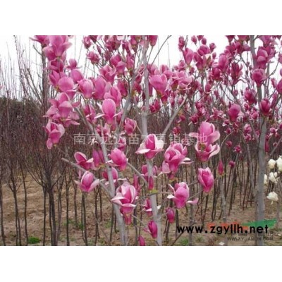 南京供應(yīng)大葉黃楊球，小葉黃楊球，金邊黃楊球
