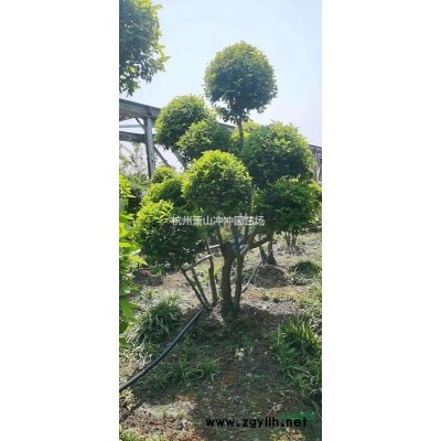 供應(yīng)金葉大花六道木