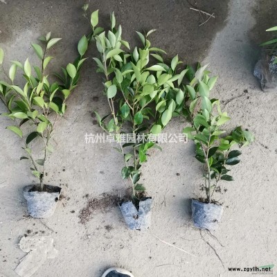 闊葉十大功勞(小杯))(蕭山毛球,蕭山小苗,工程用苗專業(yè)配送