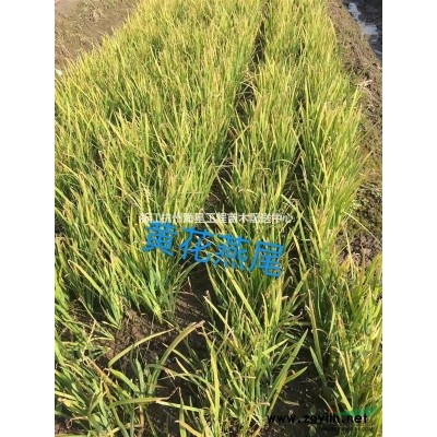 地中海莢米蕭山毛球,蕭山小苗,工程用苗專業(yè)配送