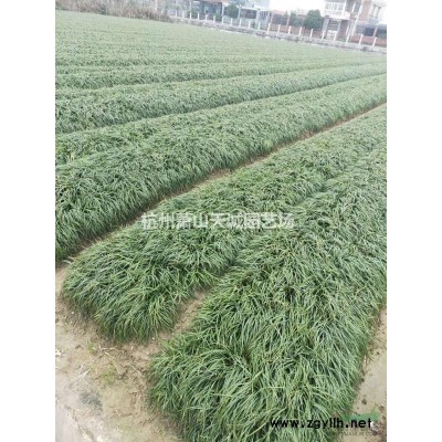 大量供應棣棠、傘房決明、矮紫薇色塊苗
