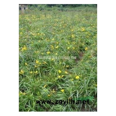 地中海莢迷20盆單價25元，20000盆